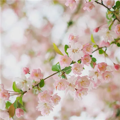花花草草风景唯美微信头像第1张