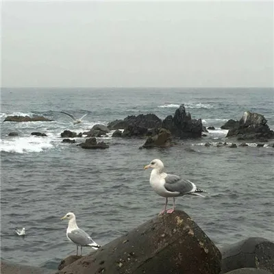 能带来好运的微信头像简约第1张