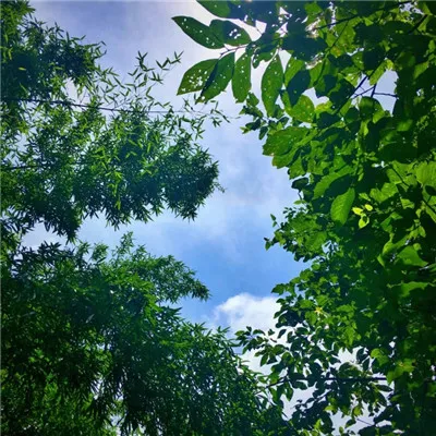 微信朋友圈绿色植物风景头像第1张