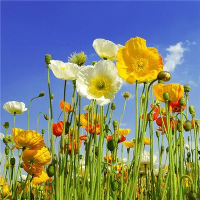 微信最吉利的好看头像花卉图片第1张