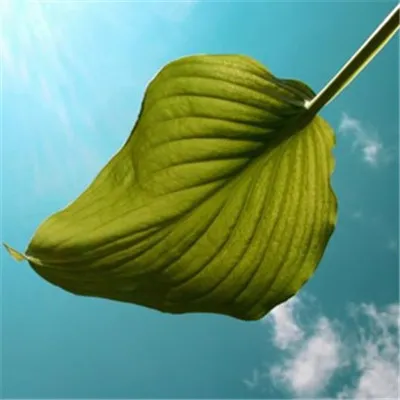 微信最吉利的好看头像风景绿植第1张