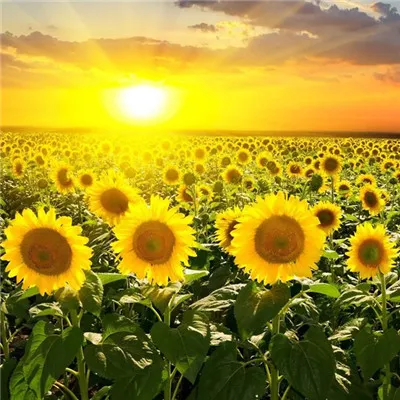 微信最吉利的好看头像向日葵第1张