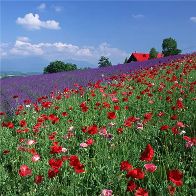 能带来好运的微信头像唯美风景第1张