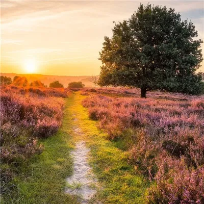 微信最吉利的好看头像好运图片第1张