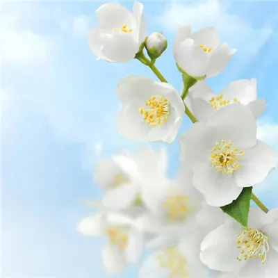 微信最吉利的好看头像图片梅花第1张