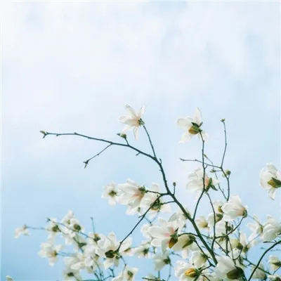 森系小清新绿色系微信头像第1张