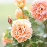 唯美好看的花头像第1张