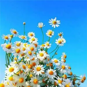 高清有意境的花朵头像唯美图片第1张