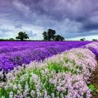 唯美好看的紫色薰衣草头像图片第1张