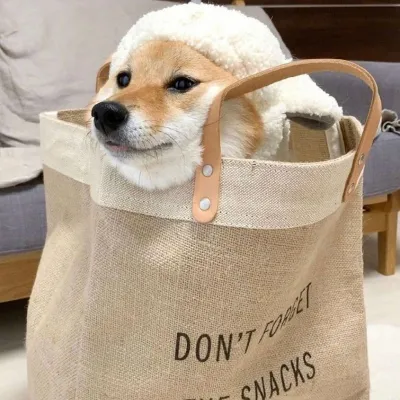 微信可爱狗狗头像蠢萌第1张