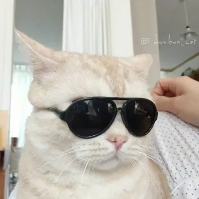 微信猫咪头像可爱高清第1张