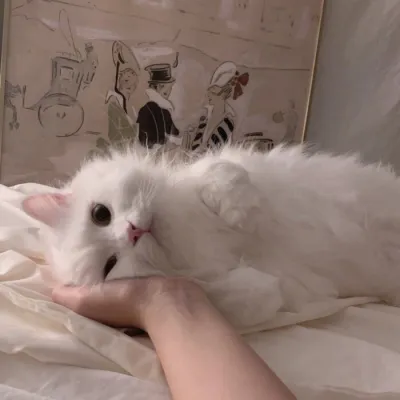 最新微信猫咪头像搞怪大全第1张