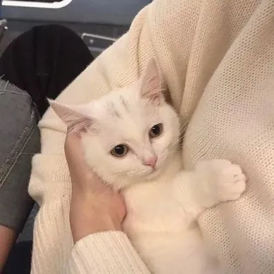 可爱有个性的猫咪微信头像第1张