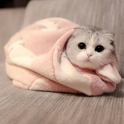 微信猫咪头像可爱卖萌第1张