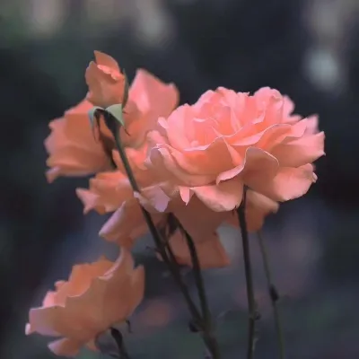 适合爸爸妈妈微信头像第1张