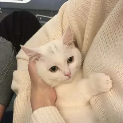 可爱猫咪微信头像大全第1张