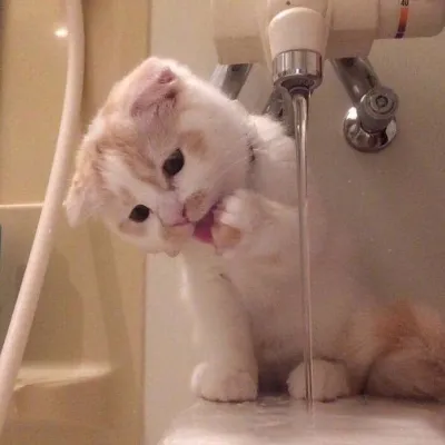 最新微信猫咪头像搞怪可爱第1张