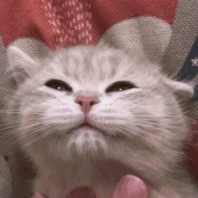 搞怪可爱的萌宠动物微信头像第1张