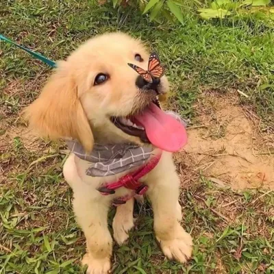 2021治愈系的萌宠很可爱微信头像第1张