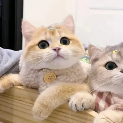 超萌可爱的猫咪治愈系情头图片第1张