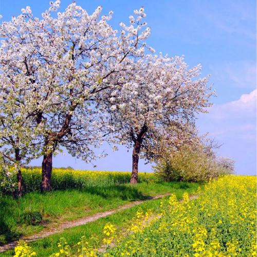 合适永久性做头像的图片风景的手机微信头像第1张