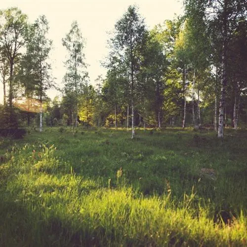 灿烂阳光底下的草坪清新淡雅手机微信头像照片第1张