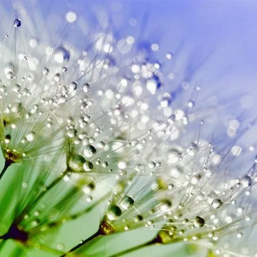 蒲公英的照片头像第1张