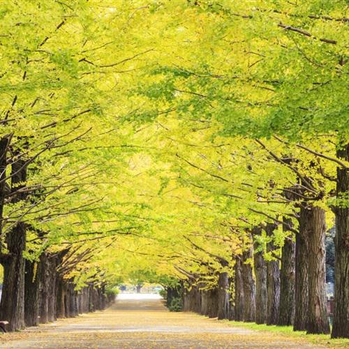 高清唯美的银杏微信头像秋天风景图片第1张