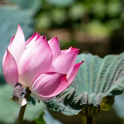 荷花是很适合五六十岁人用的微信头像图片第1张