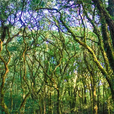 高清好看的清新热带雨林微信头像图片第1张