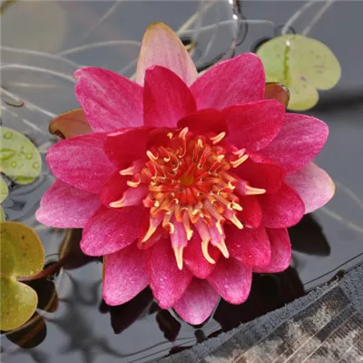 高清适合60岁老人微信头像图片第1张