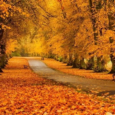 高清唯美幽静的林间小道图片头像第1张