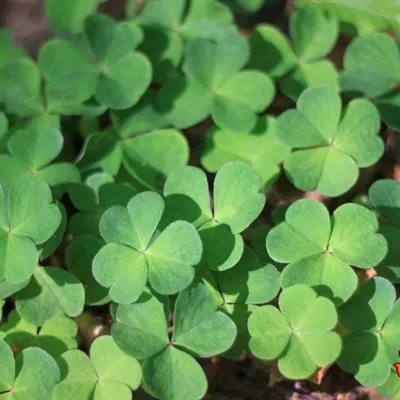 高清四叶草微信头像图片幸运草第1张