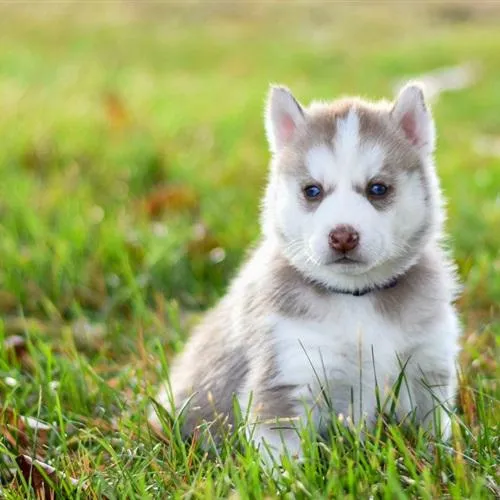 超级好看的狗狗头像第1张