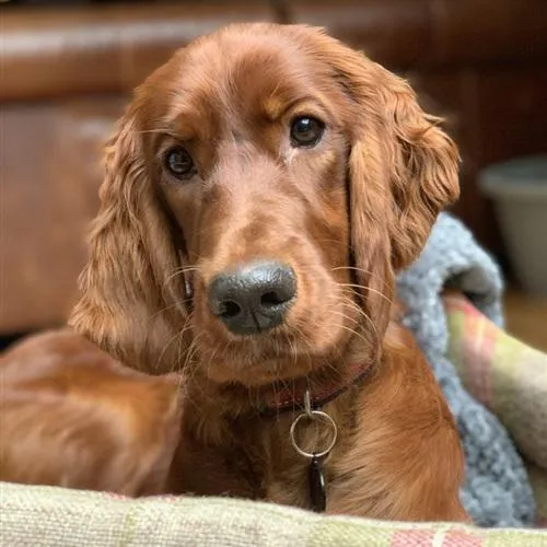 活泼的爱尔兰雪达犬QQ微信头像图片第1张