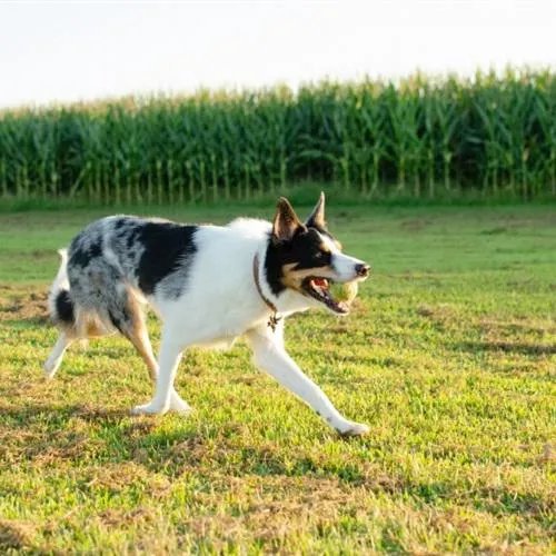 萌萌哒奔跑的适合当头像的狗狗图片第1张
