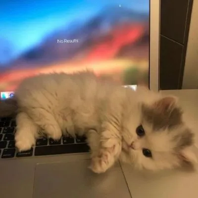 猫咪头像为你分享第1张