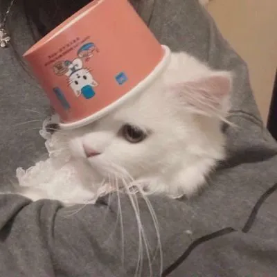 可爱爆棚小猫咪头像第1张