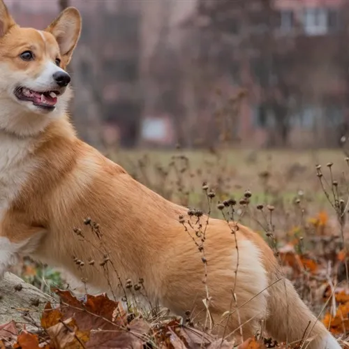爱狗人士微信头像第1张