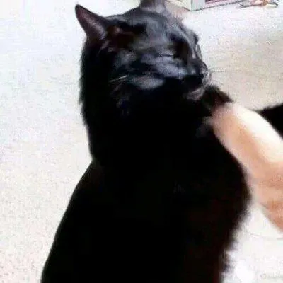 可爱动物情侣头像图片第1张