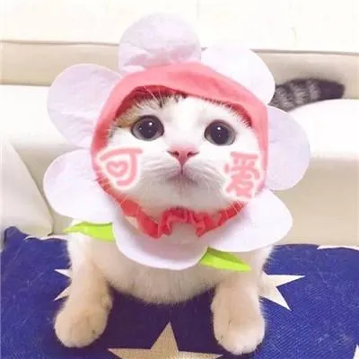 两个猫咪的情侣头像第1张