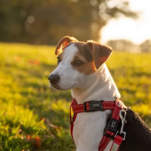 超级可爱的狗狗头像第1张
