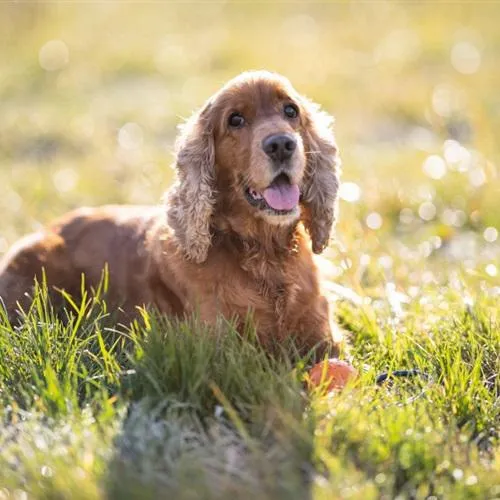 微信狗头头像第1张