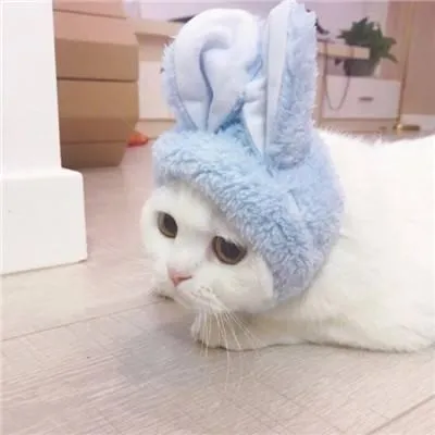 猫咪情侣头像一对两张可爱第1张