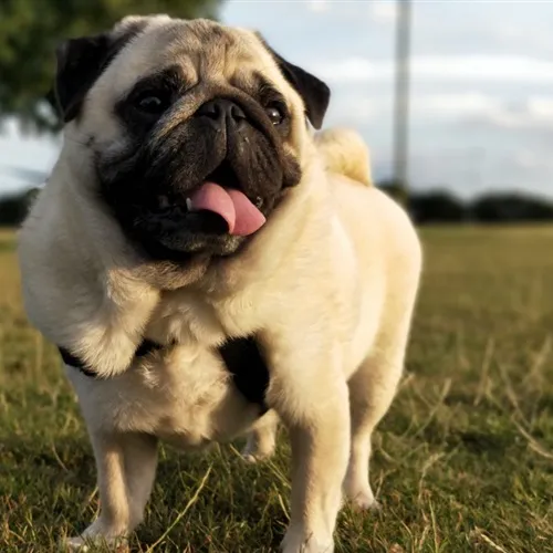 可爱的巴哥犬微信头像第1张