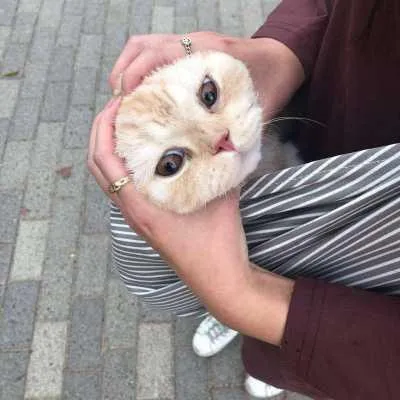 萌猫咪恋人头像一对第1张