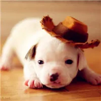 可爱软萌小奶狗QQ头像图片第1张