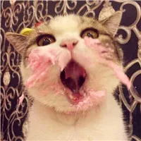 小猫情侣头像第1张