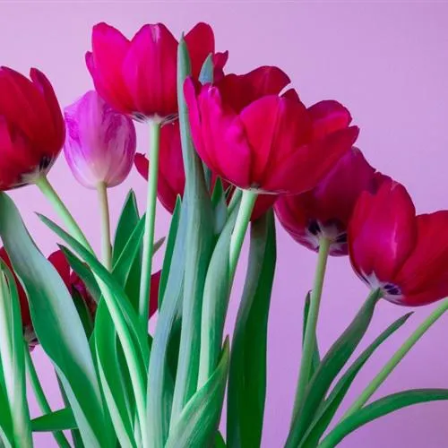 好看漂亮的花瓣头像第1张