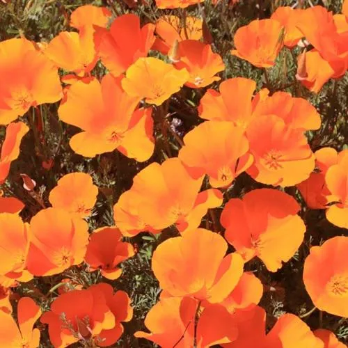 花色鲜艳的花朵微信头像图片第1张